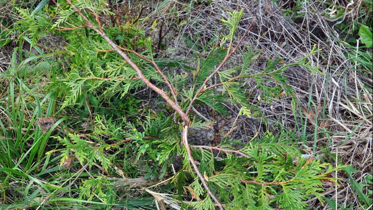 A Tree Damaged by deer