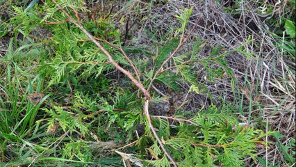 A Tree Damaged by deer