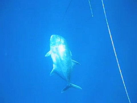 Chasse sous marine île réunion carangue 30 kg