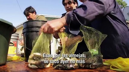 Chile Ancho cap 02 -ISLA CHUIT -pt_4