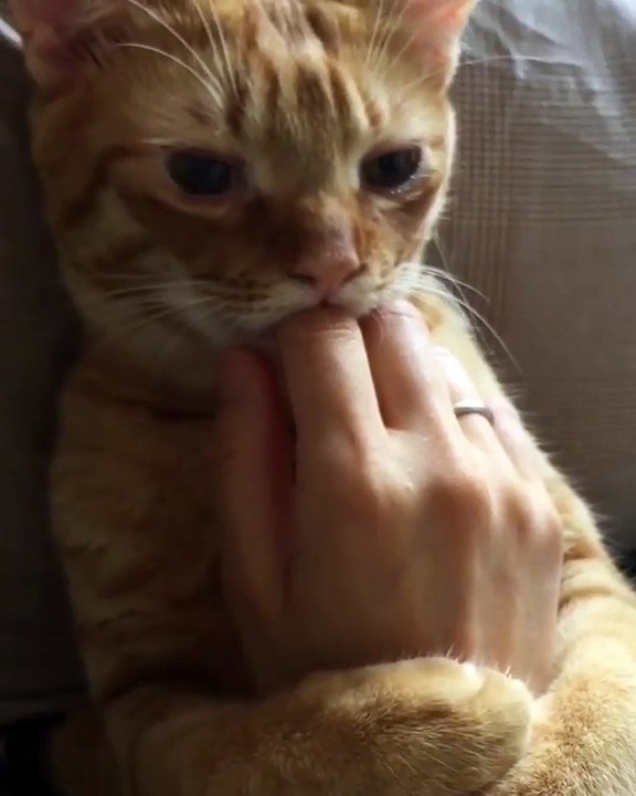 Video Kucing Lucu #030 | Vera Kitty 2017