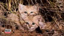 Adorable Rare Wide-Eyed Sand Cat Kittens Caught On Video for First Time Ever-y4fFL8kCeCU