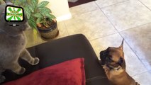 CAT Meets PUPPIES for FIRST TIME (HD) [Epic Laughs]-oOvYVrJcKDY