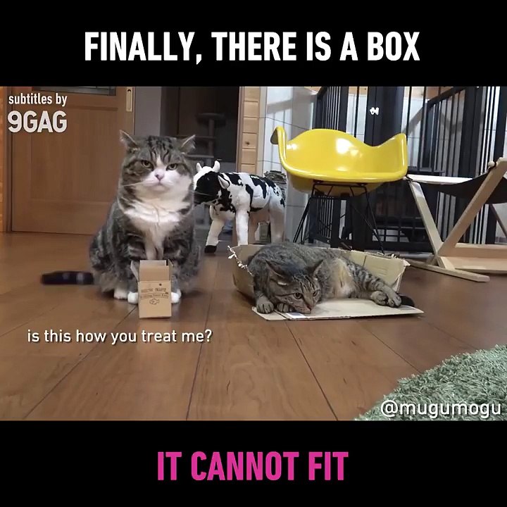 Cute Cat Trying To Fit In Small Box-MGuYXVL6opQ