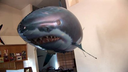 Flying fish attacks cat!-168HoM1dKqk