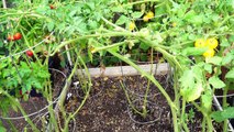 Your Tomato Growing Questions Answered - Tips For Growing Great Tomatoes