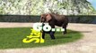 Animals Race - Elephant vs Gorilla Animal Running Race for Kids _ Who is the Fastest-7OhIm5-r7Zs