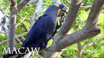 Wild animals for kids - Animals learn name and Sounds | Wildlife Videos - Beautiful Animals