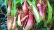 Inside The Stomach Of A Carnivorous Plant. Dissecting a Tropical Nepenthes Pitcher Plant