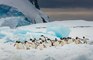 Une colonie entière de manchots meurt en Antarctique, sauf 2 !