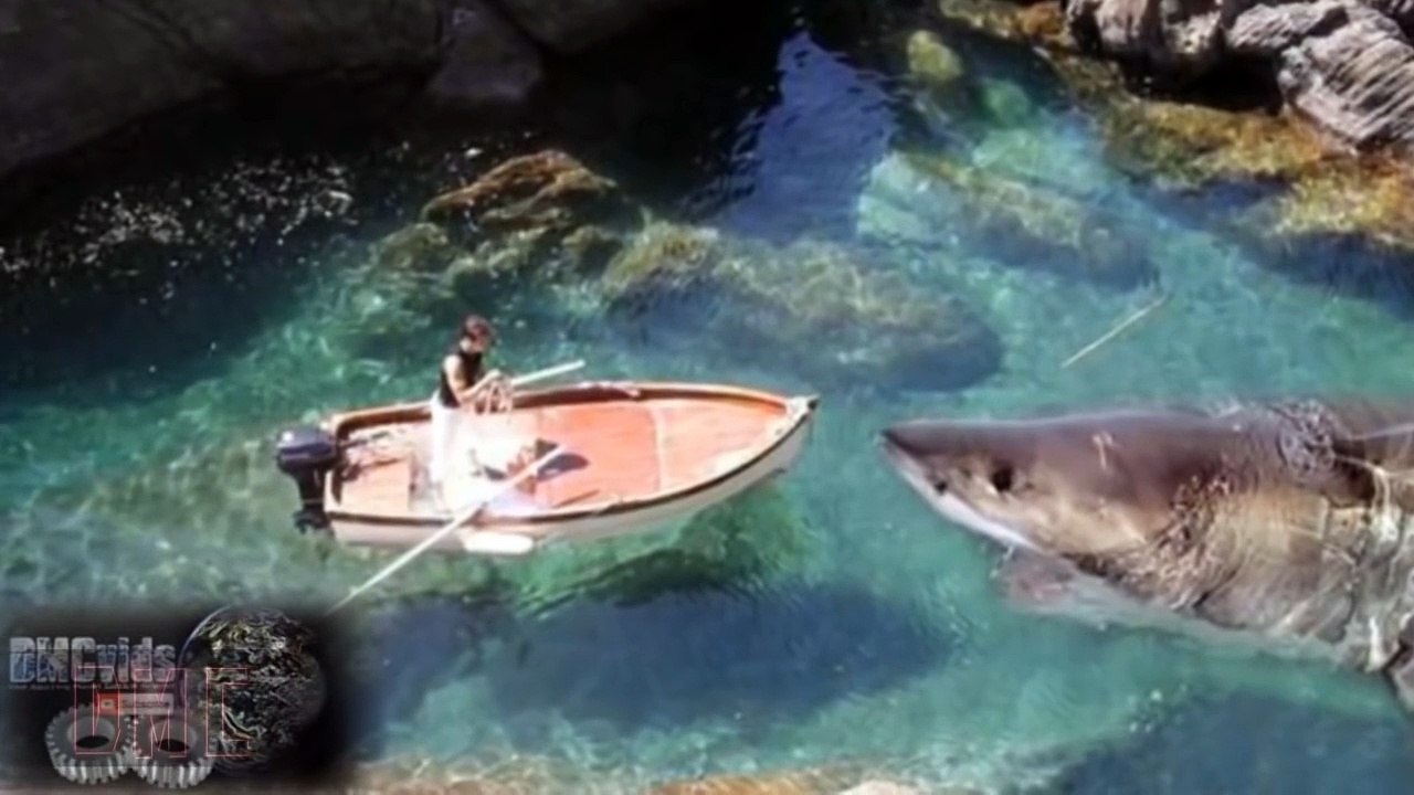 Megalodon Shark Caught on Tape, Discovery Channel Monster, Largest Great White, Real or Fake