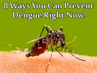 8 Ways You Can Prevent Dengue Right Now!