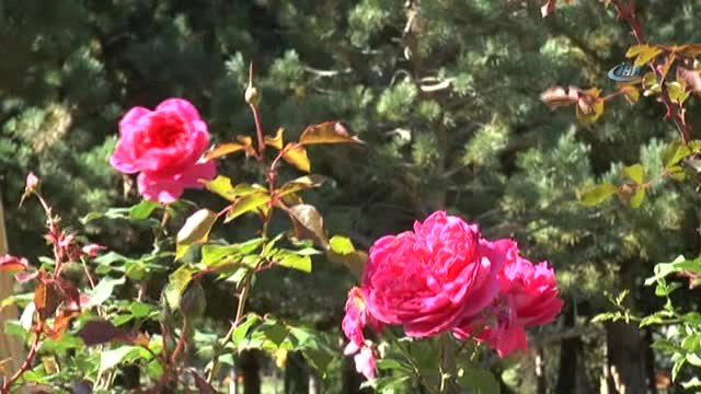 Sonbaharın Sarısına Bürünen Ata Botonik Parkta, Kartpostallık Görüntüler