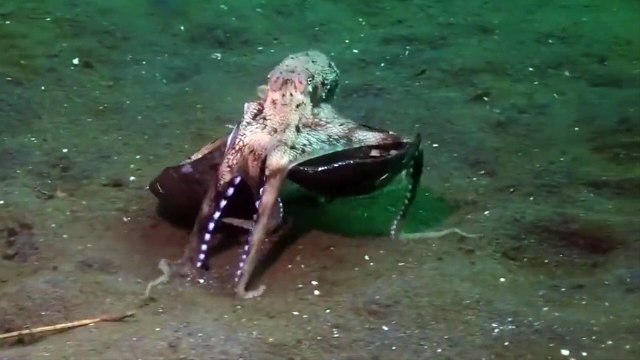 Octopus Walks Along Ocean Floor Carrying A Coconut