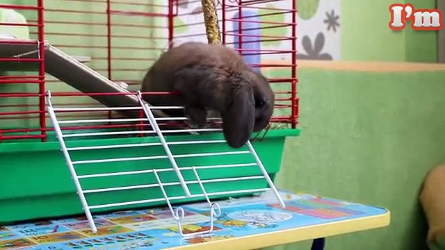 VLOG КРОЛИК ВСЯ ПРАВДА. Стоит ли покупать кролика? О чем нужно знать, покупая кролика!