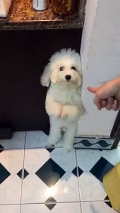 funny video Cute Dog