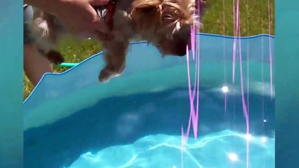try not to laugh at this funny pet video compilation funny pet videos