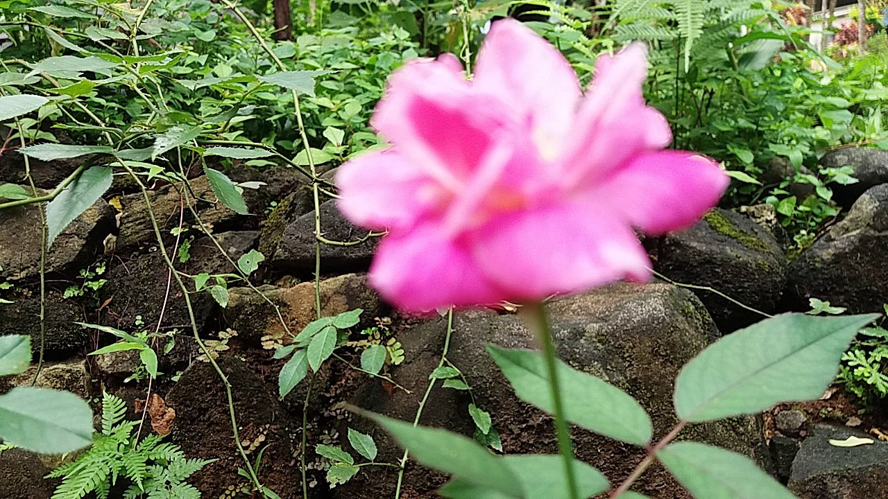 Naturally flower vedio