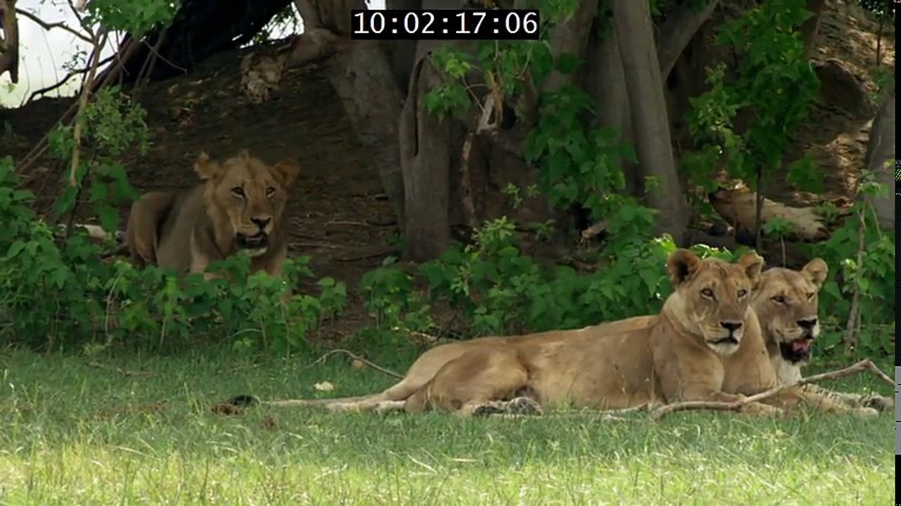 Elephant- King Of The Kalahari