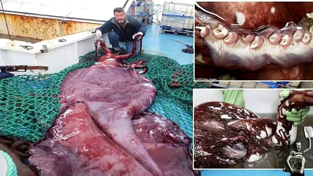 6 Megalodons Caught On Camera & Spotted In Real Life!