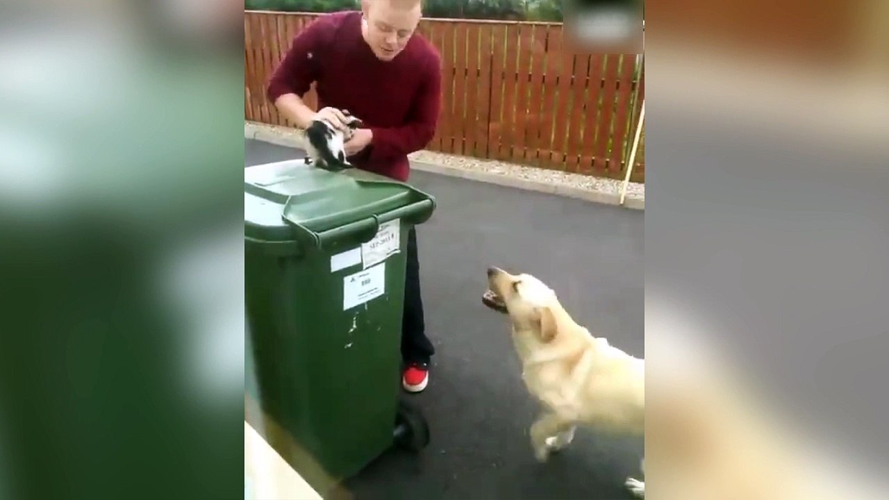 Quand ton chien est jaloux d'un chaton !