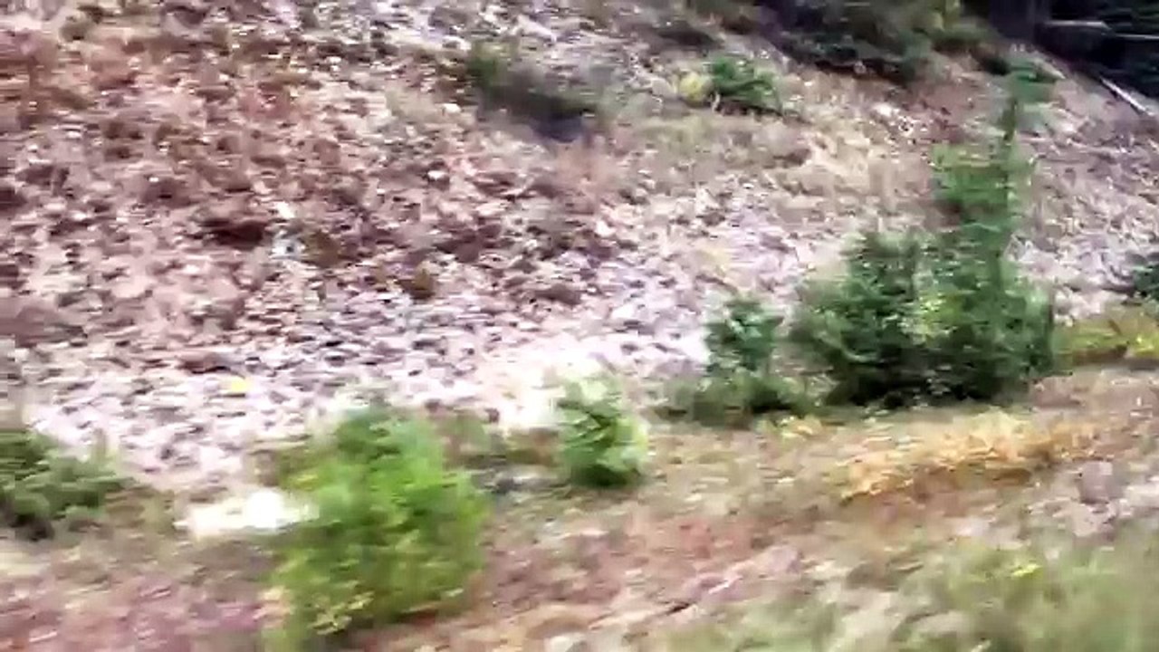 Une voiture poursuivie par un loup gris au Canada