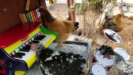 awesome chickens funny pet