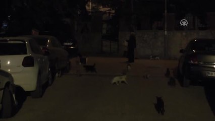 Sokak Kedilerini Beslemeden Evine Gitmiyor