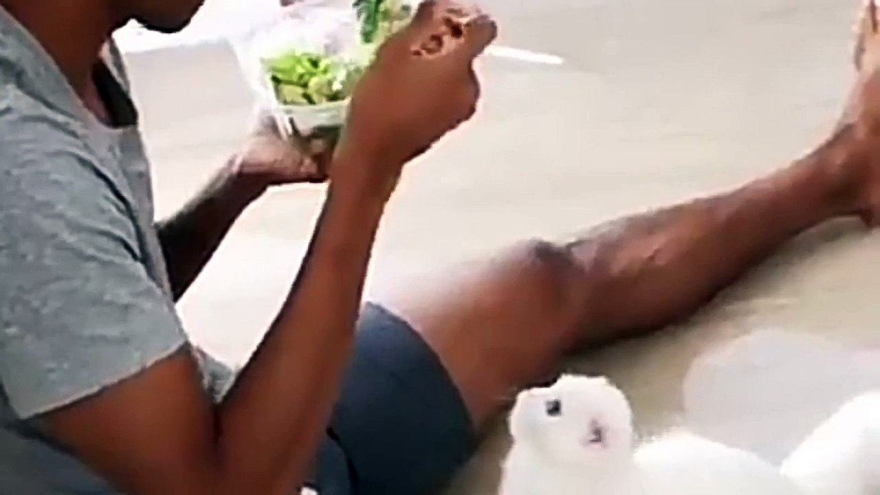 This cat whats some salad but too shy to ask for it