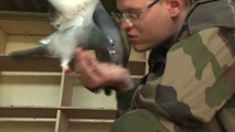 Au Mont Valérien, l'armée veille sur ses pigeons-voyageurs