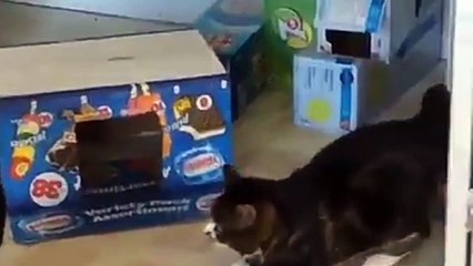 This is why everyone loves cats Funny compilation