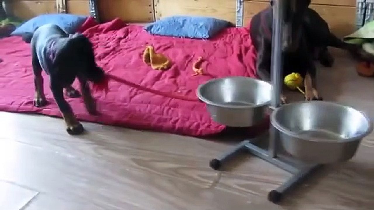 funny puppies video compilation 2017