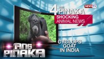 Ang Pinaka: Shocking Animal News
