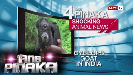 Ang Pinaka: Shocking Animal News