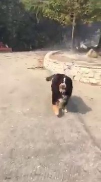 Il retrouvent leur chien vivant dans les ruines de l'incendie en Californie !