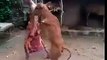 Cette vache marche debout sur les pattes arrières en Inde suite à une malformation des pattes de devant !