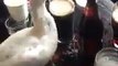 Ce canard boit de la bière Guinness directement à la pinte !
