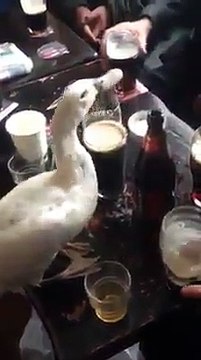 Ce canard boit de la bière Guinness directement à la pinte !