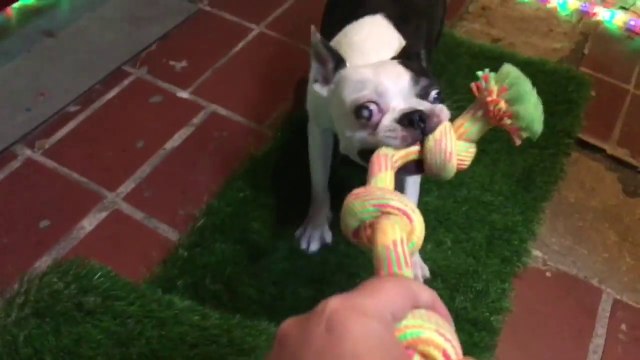 10 jouets pour ses 10 ans, ce chien devient fou de joie !