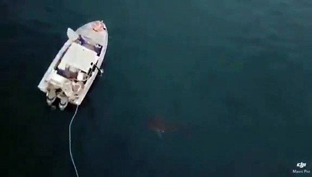 Agressivité d'un requin blanc auprès d'un bateau de pêcheurs !