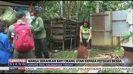 Warga Serahkan Bayi Orang Utan ke Petugas BKSDA
