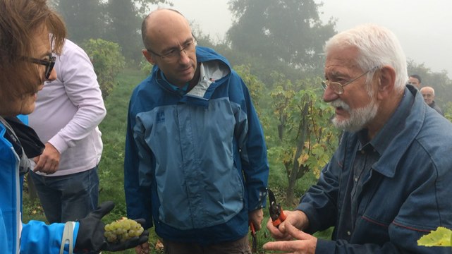 Les vendanges, samedi matin