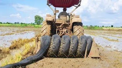 I Cant Believe Two Children Catch Very Big Snake Nearby My Tractor