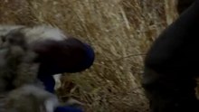 'Frontier Season 2' Episode 2 F,U,L,L [[ Eng Sub ]]