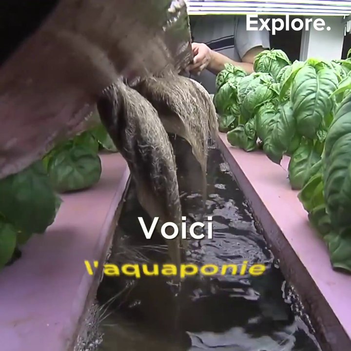 Un nouveau type de culture qui associe élevage de poissons et agriculture : aquaponie