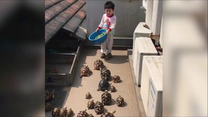 Ce gamin donne à manger à des dizaines de tortues... Adorable