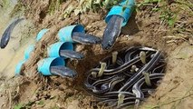 The Best Idea! Boy Trap water Snakes, Crabs and Eels Using 4 Water Pipes