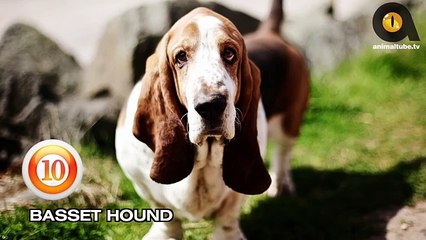 TOP 10 LEAST INTELLIGENT DOG BREEDS