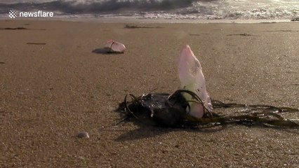 Portuguese men-of-war swept up by Ophelia on Cornwall beach