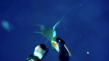 Este vídeo da miedo: pesca un atún con arpón y los tiburones van a por él